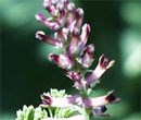 Common Fumitory