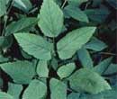 Ground Elder