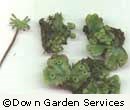 Liverwort