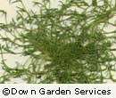 Pearlwort