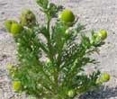 Pineapple Weed
