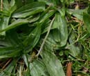 Plantain