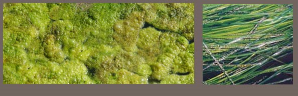 algae