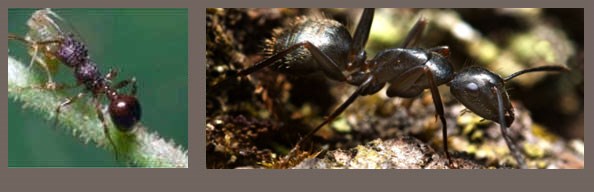 Ants