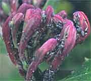 Aphids