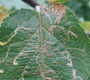 Leaf miners