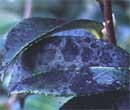 Black sooty mould
