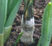 Grey mould