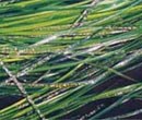 algae