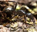 Ants
