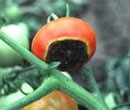 Blossom end rot