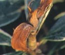 Bud blast