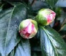 Bud drop