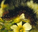 Caterpillars