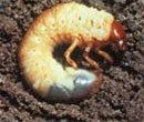 Chafer grubs