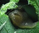 Slugs & Snails