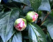Bud drop