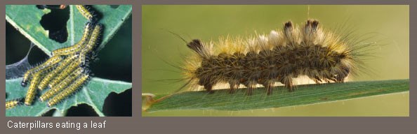 Caterpillars