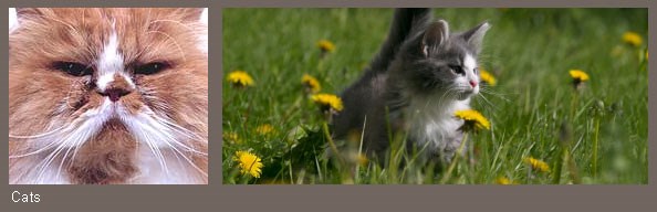 Cats