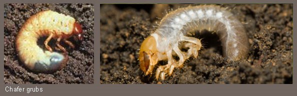 Chafer grubs