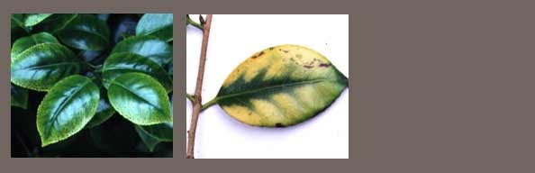 Lime-induced chlorosis