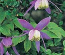 Clematis Wilt