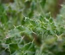Creeping Thistle