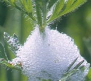 Cuckoo spit