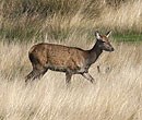 Deer