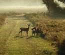 Deer