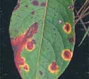 Nitrogen Deficiency