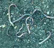 Earthworms