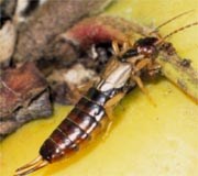 Earwigs