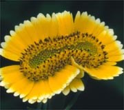 Fasciation