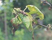 Fireblight