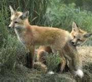Foxes