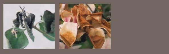 Frost damage