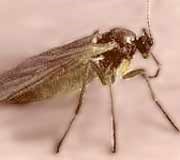 Fungus gnat