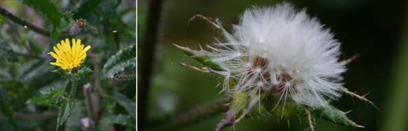 Groundsel