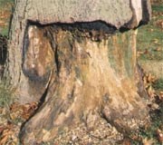 Honey fungus