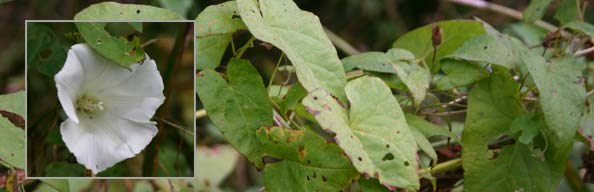 Hedge Bindweed