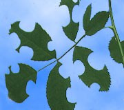 Leaf cutting bees