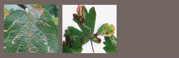 Leaf miners