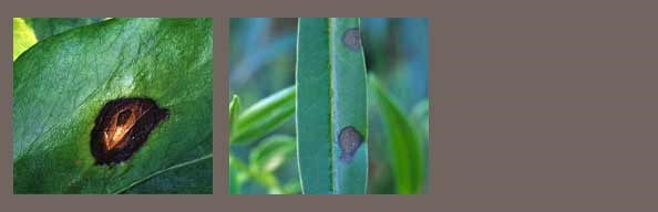 Fungal leaf spot
