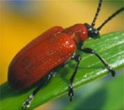 Lily beetle