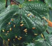 Gall mites