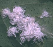 Mealy bug