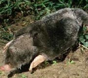 Moles