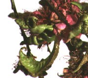 Peach leaf curl