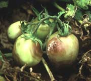 Phytophthora